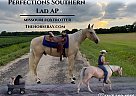Missouri Fox Trotter - Horse for Sale in Moweaqua, IL 62550