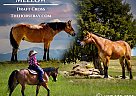 Draft - Horse for Sale in Elberf, CO 80106