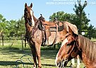 Missouri Fox Trotter - Horse for Sale in Houston, MO 65483