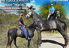 Tennessee Walking - Horse for Sale in Elbert, CO 80920