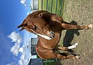 Quarab - Horse for Sale in Olds, AB T4H1P2