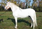 Andalusian - Horse for Sale in Girona,  17256