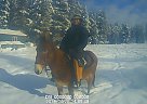 Mule - Horse for Sale in Elk City, ID 83525