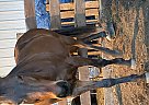 Thoroughbred - Horse for Sale in Sparta, MI 49345