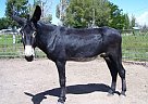 Donkey - Horse for Sale in Cocnho, AZ 85924