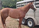 Appendix - Horse for Sale in Ashland, AL 36251