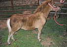 Miniature - Horse for Sale in Dahlonega, GA 30533-27