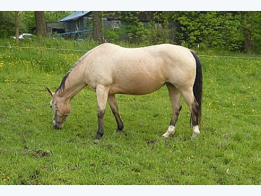 Beautiful Buttermilk Buckskin Mare - Quarter Horse for Sale in Magnolia, OH