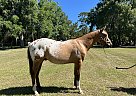 Appaloosa - Horse for Sale in Lake City, FL 32025