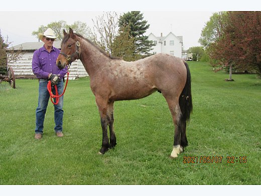 Bay Roan Gelding   Bay Roan Gelding 129192 1 L 