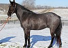 Quarter Horse - Horse for Sale in Winthrop, WA 98862