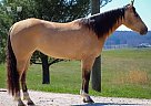Quarter Horse - Horse for Sale in Saint Louis, MO 63101