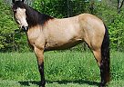 Quarter Horse - Horse for Sale in Winthrop, WA 98862