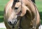Quarter Horse - Horse for Sale in Kingston, MA 02364