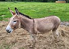 Donkey - Horse for Sale in Sulphur Springs, TX 75482