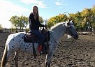 Appaloosa - Horse for Sale in Martensville, SK S0K2T0