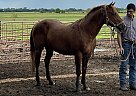 Quarter Horse - Horse for Sale in Clark, MO 65025