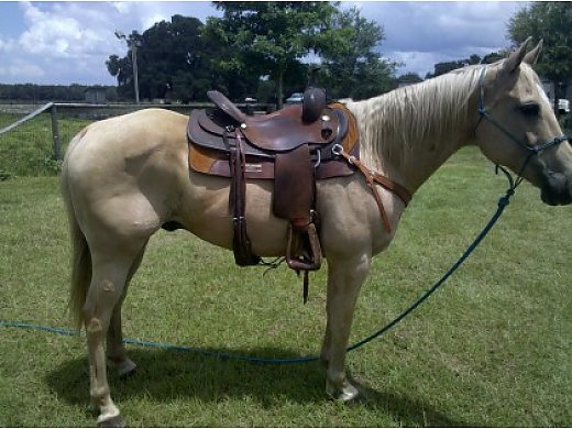 Palomino Gelding ALL Around Horse