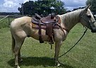 Quarter Horse - Horse for Sale in Bushnell, FL 33513