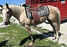 Quarter Horse - Horse for Sale in Paris, MO 65275