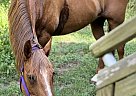 Paso Fino - Horse for Sale in Trenton, FL 32693