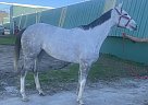 Thoroughbred - Horse for Sale in Benton, LA 71111
