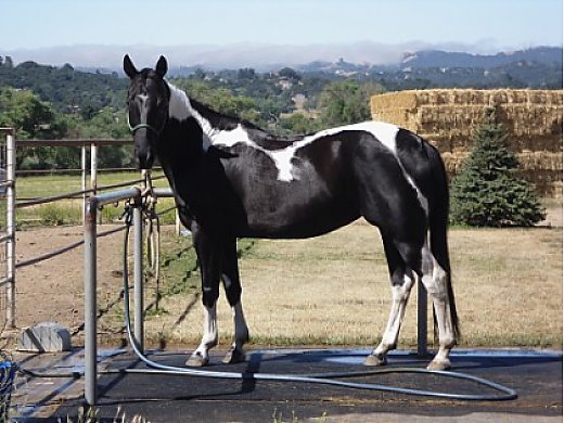 Great Trail Horse - Paint Horse for Sale in Atascadero, CA