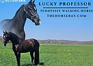 Tennessee Walking - Horse for Sale in Princeton, KY 42445