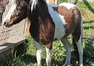 Miniature - Horse for Sale in Westport Is., ME 04578