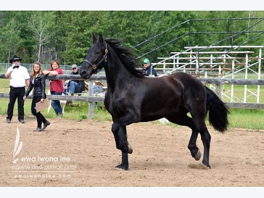 Friesian Purebred - Friesian Horse For Sale In Red Deer, AB