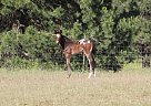 Appaloosa - Horse for Sale in Deer park, WA 99006