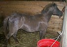 Miniature - Horse for Sale in Gowen, MI 49326