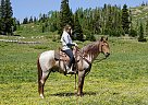 Rocky Mountain - Horse for Sale in Cedar, UT 84721