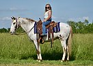 Appaloosa - Horse for Sale in Crab Orchard, KY 40419