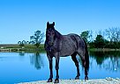 Tennessee Walking - Horse for Sale in Lamoni, IA 50854