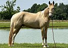 Spotted Saddle - Horse for Sale in Brownsville, KY 42210