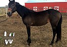 Quarter Horse - Horse for Sale in New Underwood, SD 57761