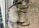 Quarter Horse - Horse for Sale in Harriman, TN 37748