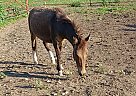 Mule - Horse for Sale in Parker, KS 66072