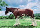 Clydesdale - Horse for Sale in Ava, MO 65608