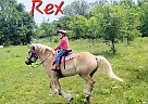 Draft - Horse for Sale in Ava, MO 65608