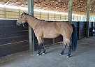 Quarter Horse - Horse for Sale in Susanvilles, CA 96130