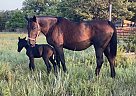 Westphalian - Horse for Sale in Abilene, KS 67410