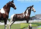 Tennessee Walking - Horse for Sale in Lewisburg, TN 37091