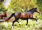 Oldenburg - Horse for Sale in Abilene, KS 67410