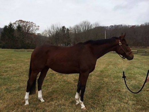 Thoroughbred Gelding - 7 Year old 16 Hand bay