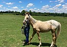 Palomino - Horse for Sale in Cambridge City, IN 47327