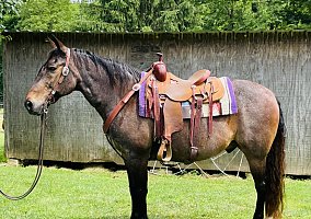 Missouri Fox Trotter Gelding