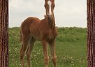 Quarter Horse - Horse for Sale in Gainesville, TX 