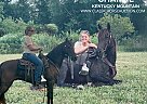 Kentucky Mountain - Horse for Sale in PARKER'S LAKE, KY 42634